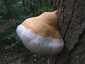Bükkfa-tapló (Fomes fomentarius), Budai-hegység